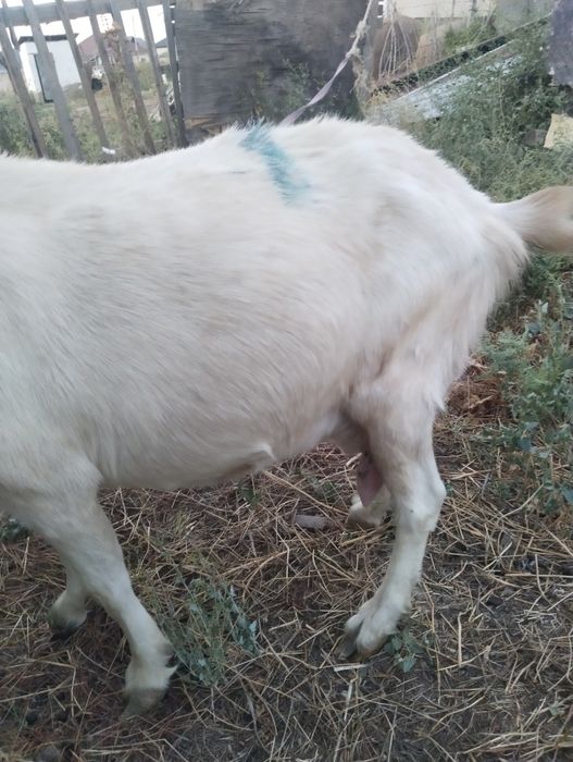 Продам коза с козлёнком и коза одну