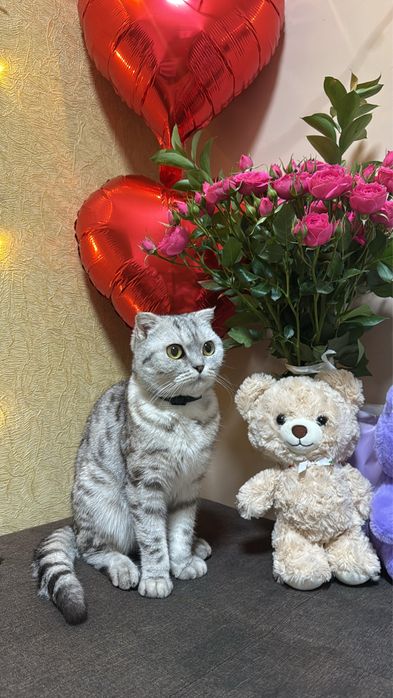 Кошка хорошый  , малынкы чысты  Шотланскы