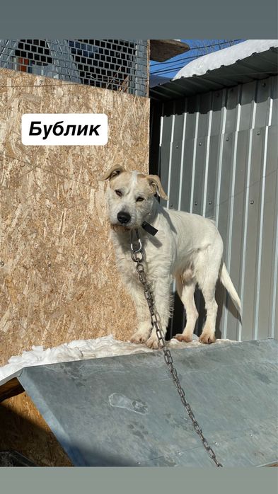 Пес Бублик ищет дом