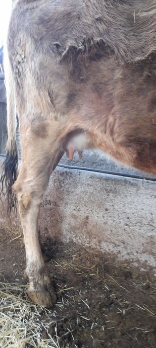 Продам стельную молочную первотелку.