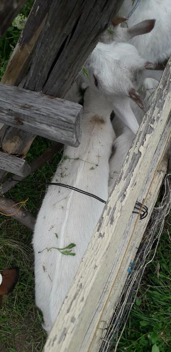 Iezi și  iadă  sannen i  de vânzare