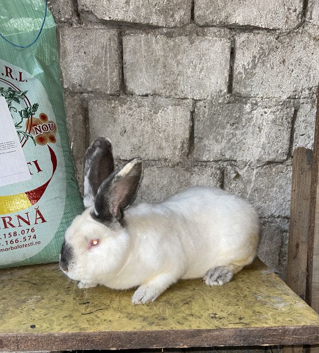 Urias de transilvania