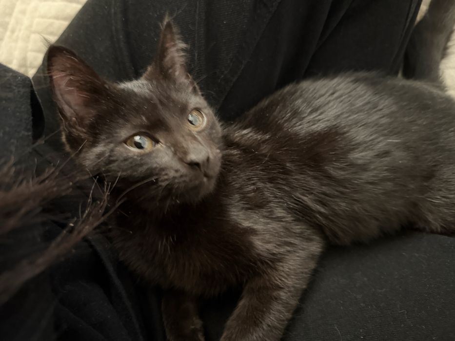 Котят в хорошие руки