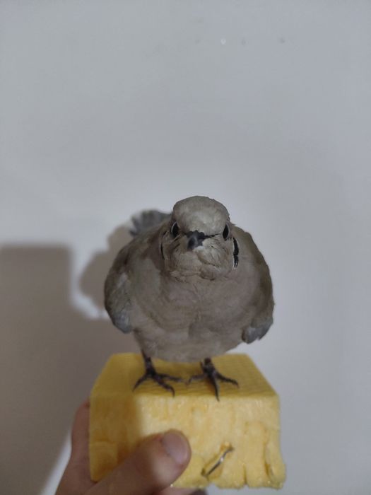 Gugustiuc impaiat, taxidermie 1