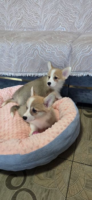 Предлагаю щенков вельш корги пемброк