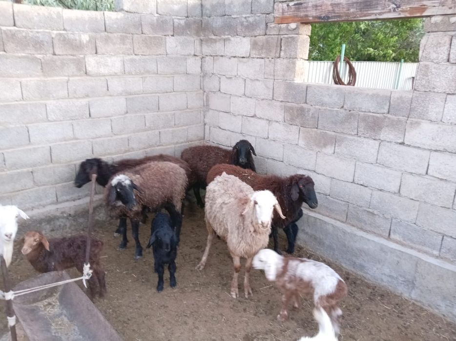 Қозылы қой сатылады