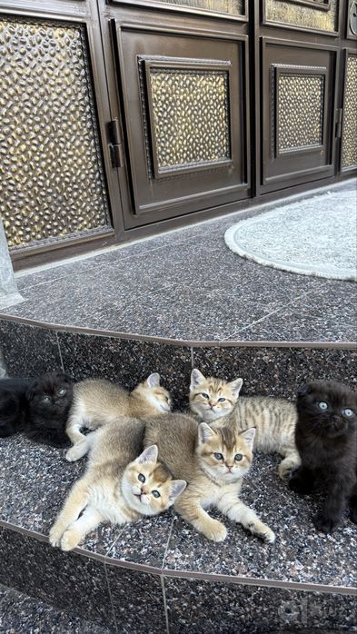 Породистые котята золотая шиншила
