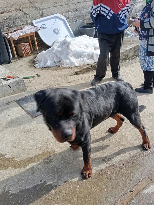 Dau în adopție rotvailerascul