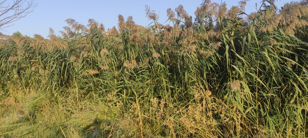 Oʻrilmagan qamich bor sotiladi oʻrib ketishga