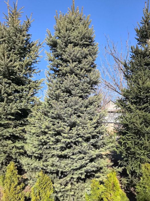 Продам елки и туи