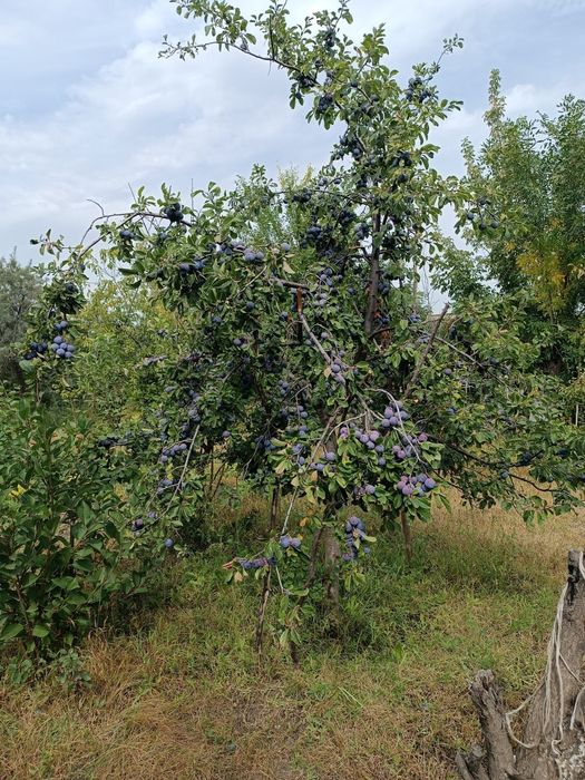Срочно продажа дачи