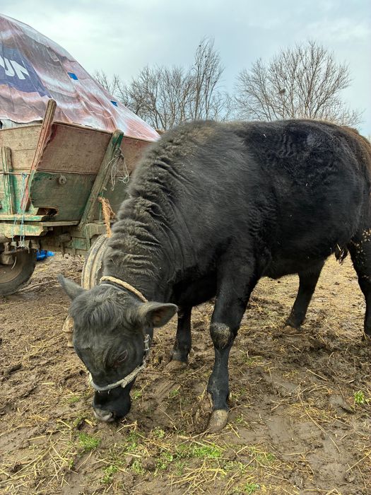 Angus pentru sacrificat