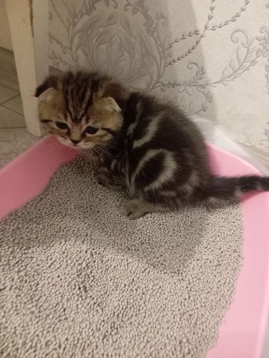 Продаются шотландские котята