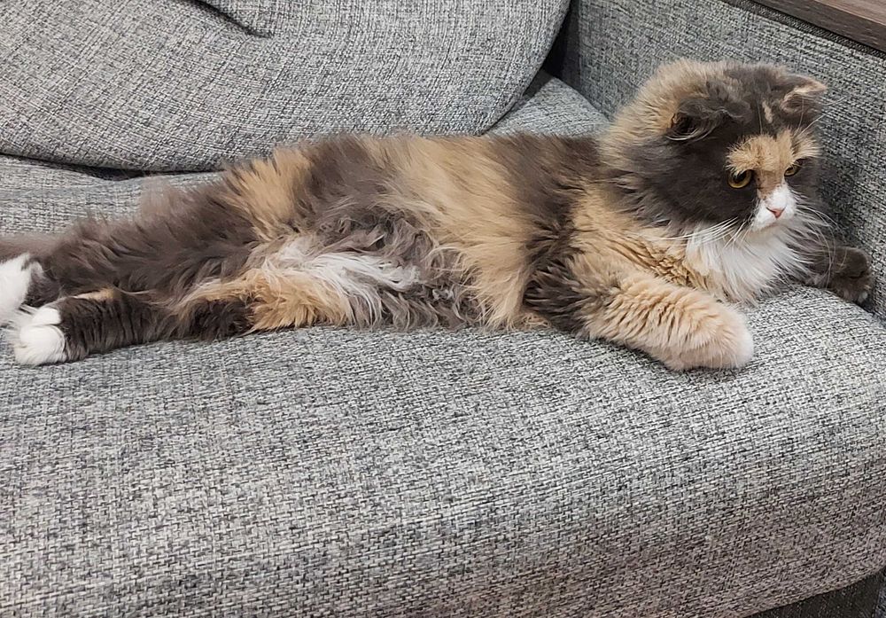 Отдам кошку трехцветную