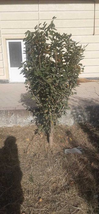 qayrag'och ko'chati 2 mertlik