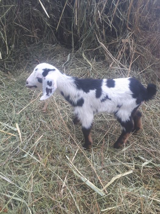 Козлята  Анло нубийские.