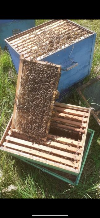 Miere certificata Bio! Stupina Prisaca de aur!