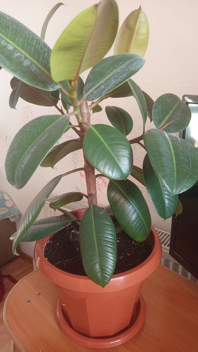 Продам комнатные растения