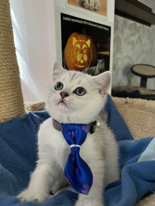 British shorthair ochi verzi shaded point