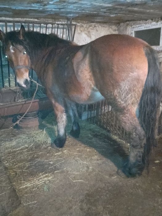 Vând sau schimb cu vacă sau junincă