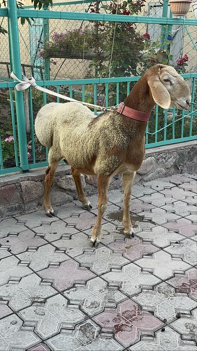 Арашан кошкар 5 месяцев