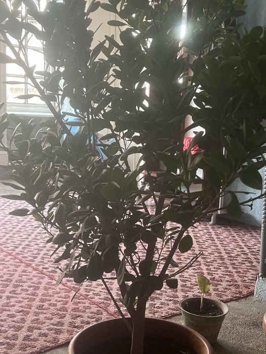 Жуда чиройли гул