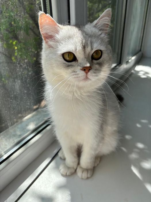 Красивый мальчик британец в добрые руки