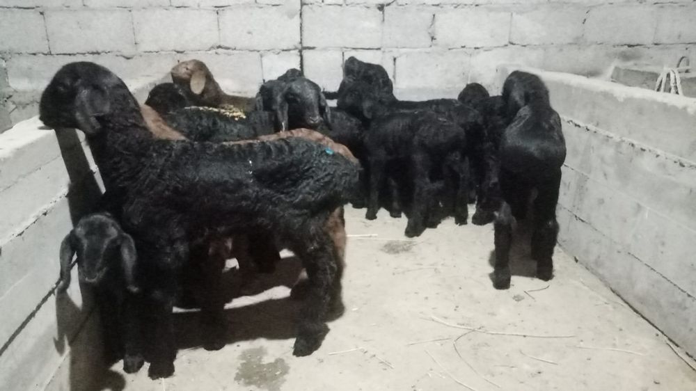 Козылар сатылады