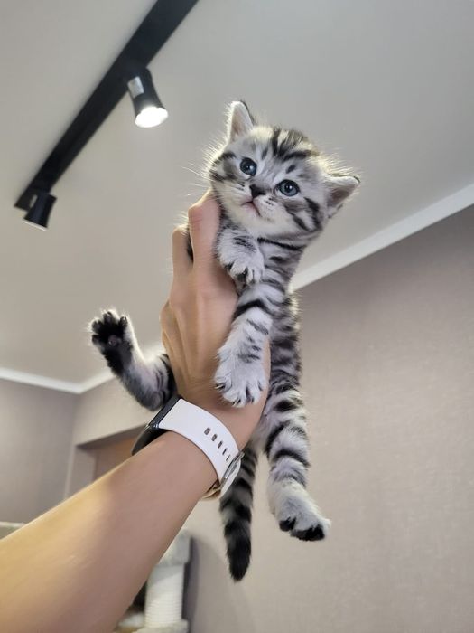 Британские Котята.