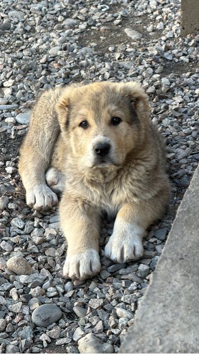 Күшік сатылады қаны жақсы