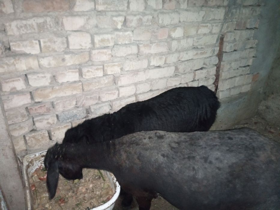 Она бола куй сотилади. Боласи иргочи