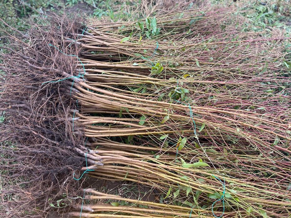 Pomi fructiferi clasici - OFERTA 10+1 GRATIS