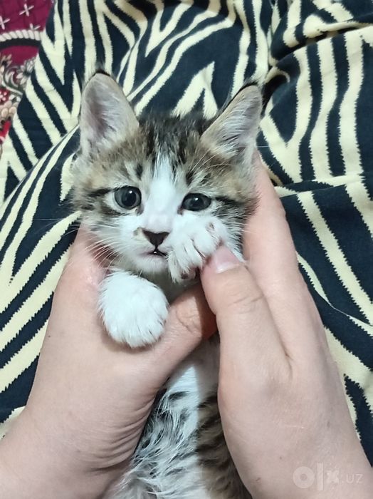 Котенок очаровательный