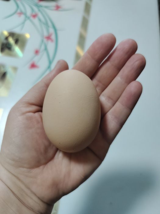 Продам курей несушек породы  Сони