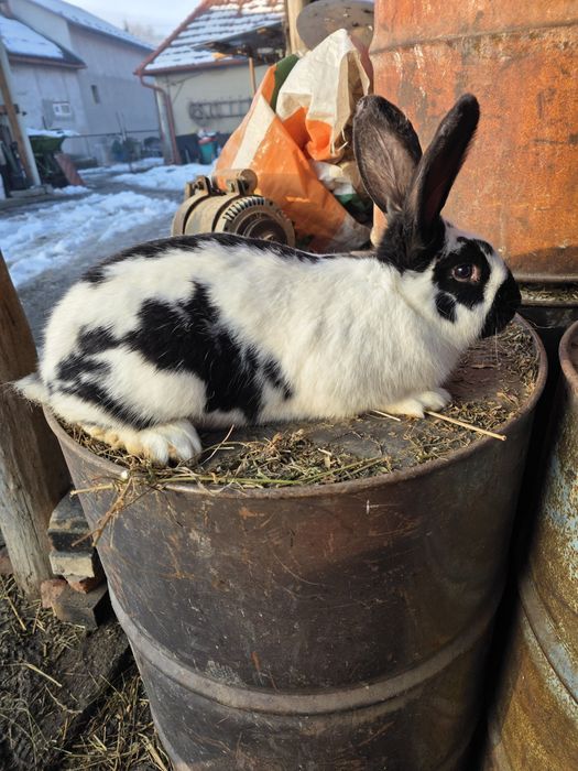 Iepuri Fluture German