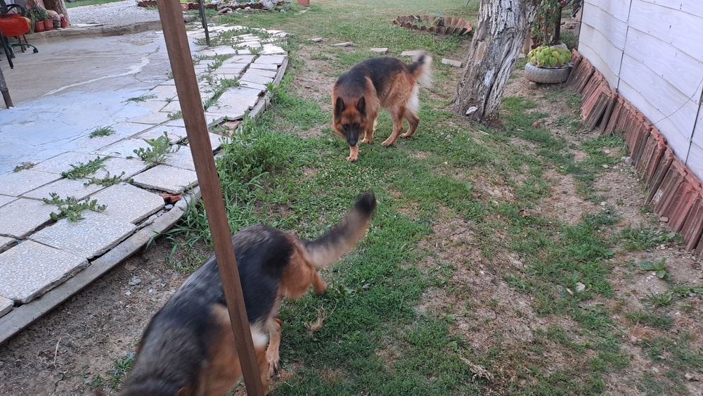 Продава Немска овчарка