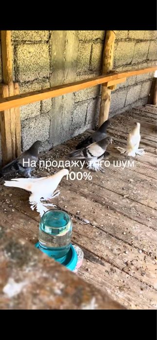 На продажу голубей паласа