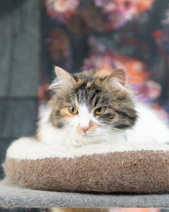 Прекрасната Писана търси дом, кастрирана