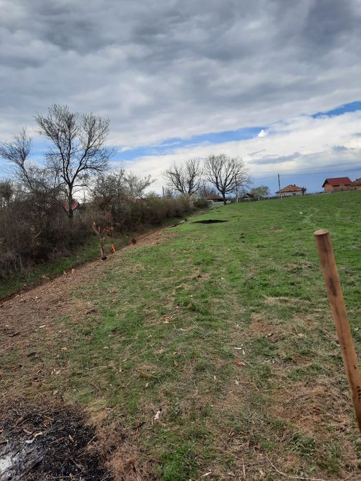 Sa făcut junglă pe terenul dumneavoastră?