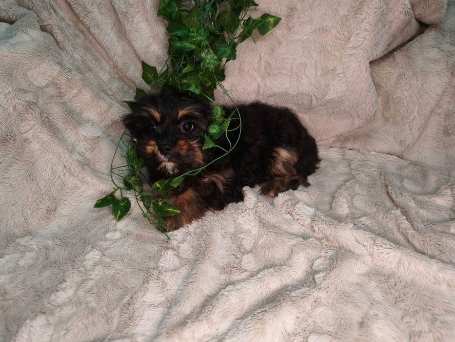 Vand baietel Cavapoo F1 black and tan.