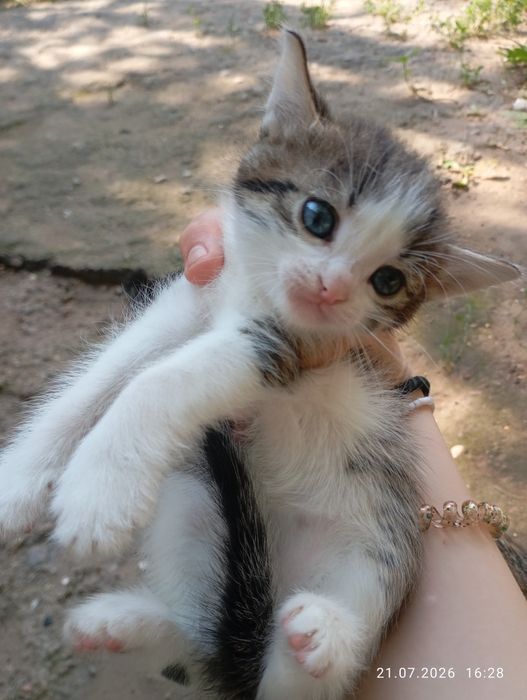 котята бесплатно