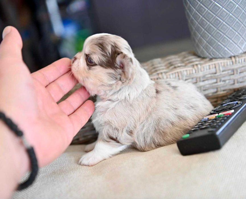 Мъжко дългокосместо мини чихуахуа шоколадово мерле