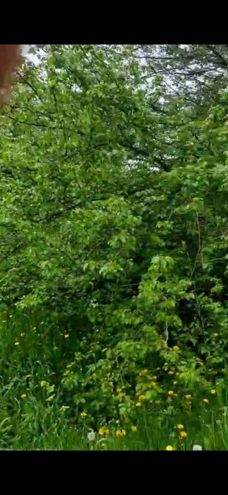 Сдаётся огород БЕСПЛАТНО