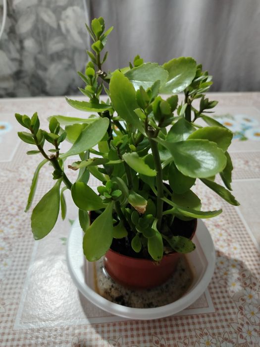 Продам комнатные цветы.