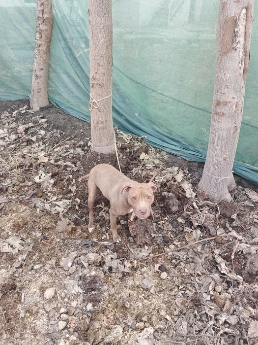 Пидбуль чистокровный красный нос