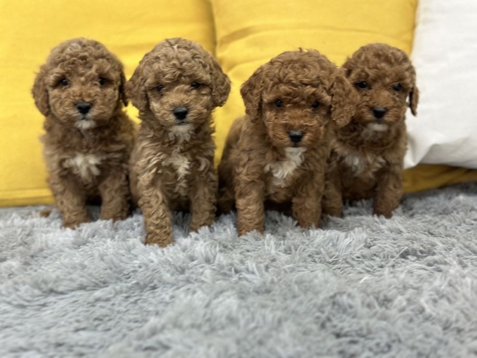 Пудел Той мини