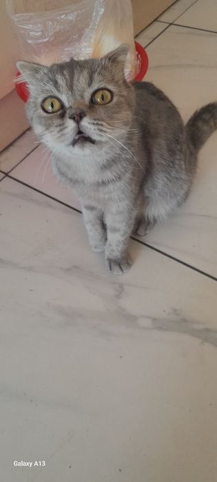 mushuk zotini bilmayman