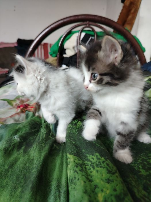 Отдам котят в добрые руки