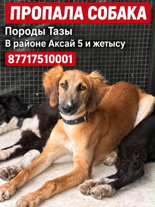 Пропала собака породы тазы