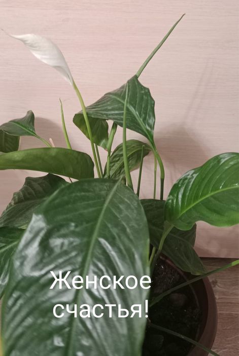 Продам комнатные цветы